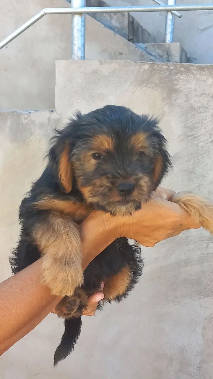 Filhotes mestiços Yorkshire cm shiatsu.  - Foto 2