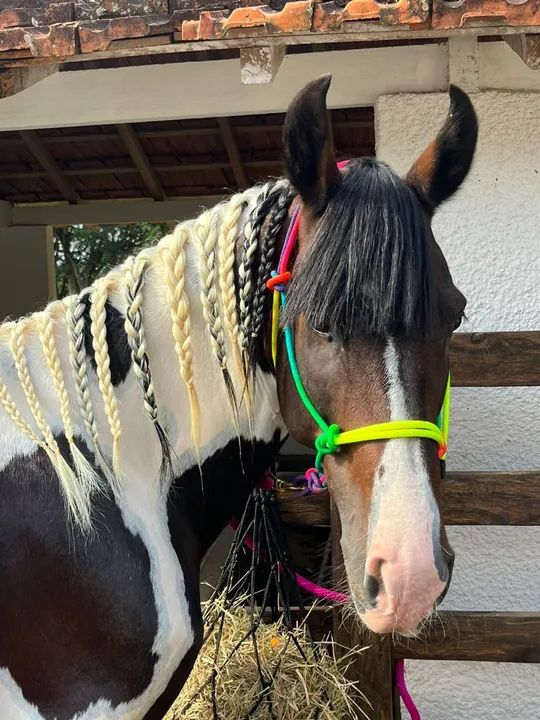 Dois cavalos Mangalarga  - Foto 4