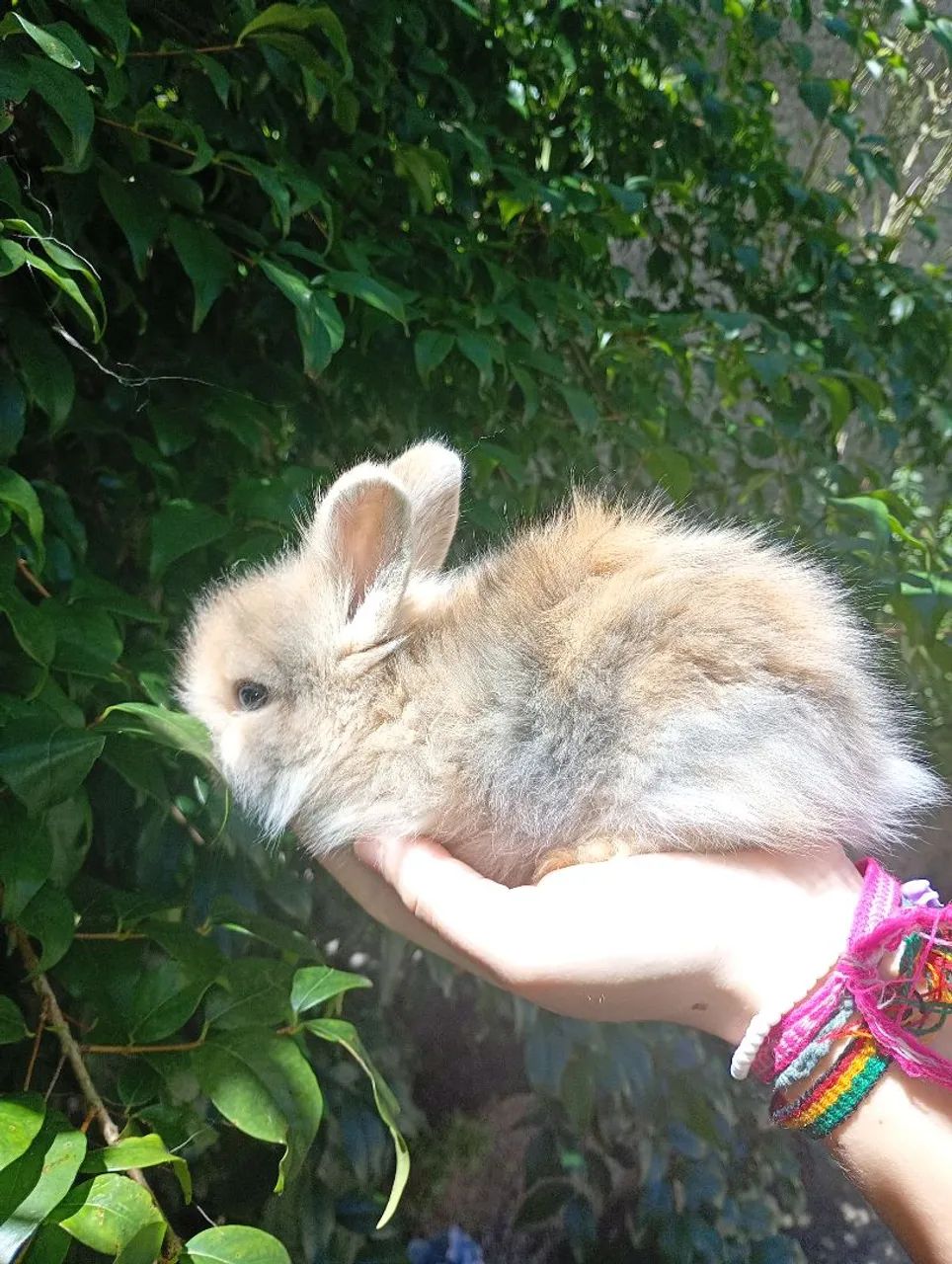 Filhotes de coelho mini lion machos - Foto 3