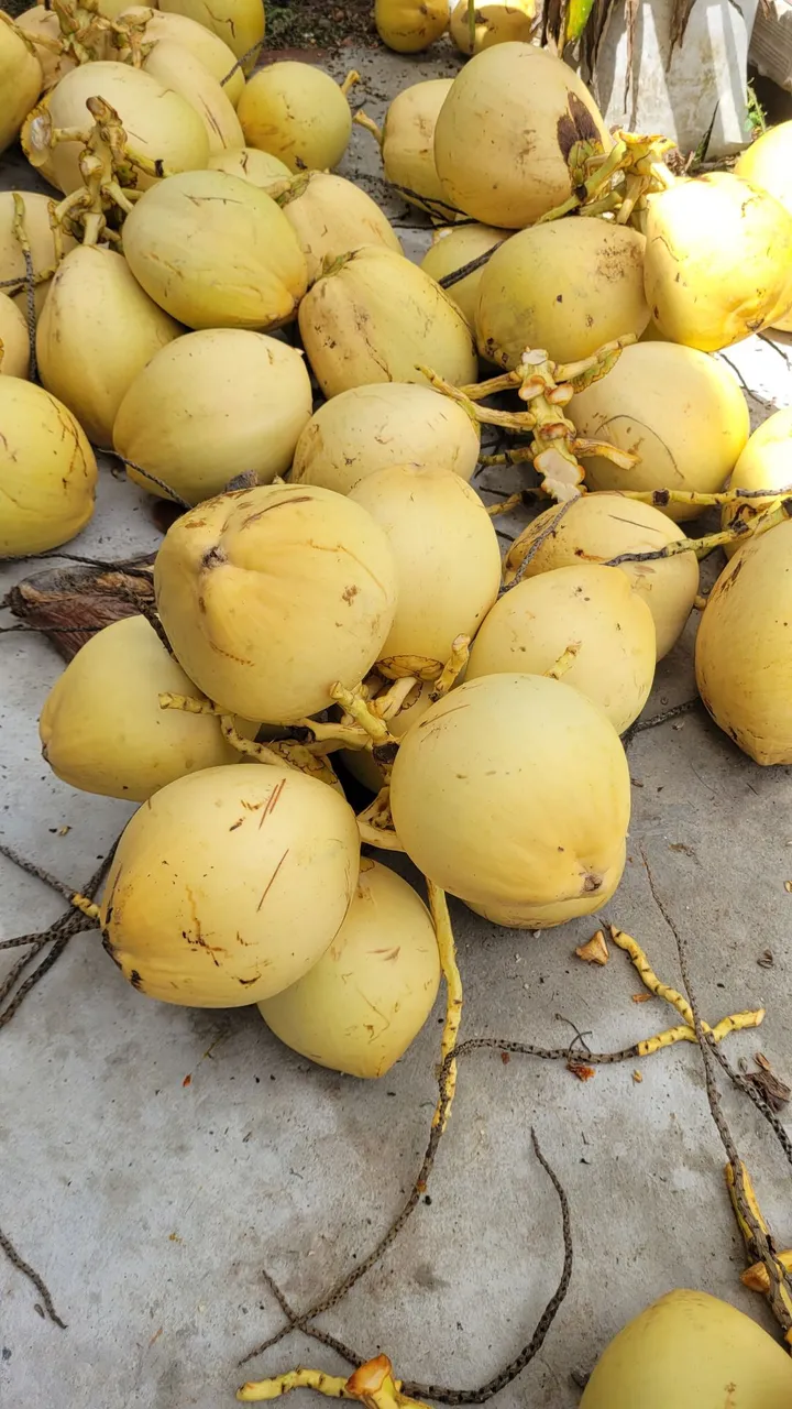 Pé De Coco Amarelo