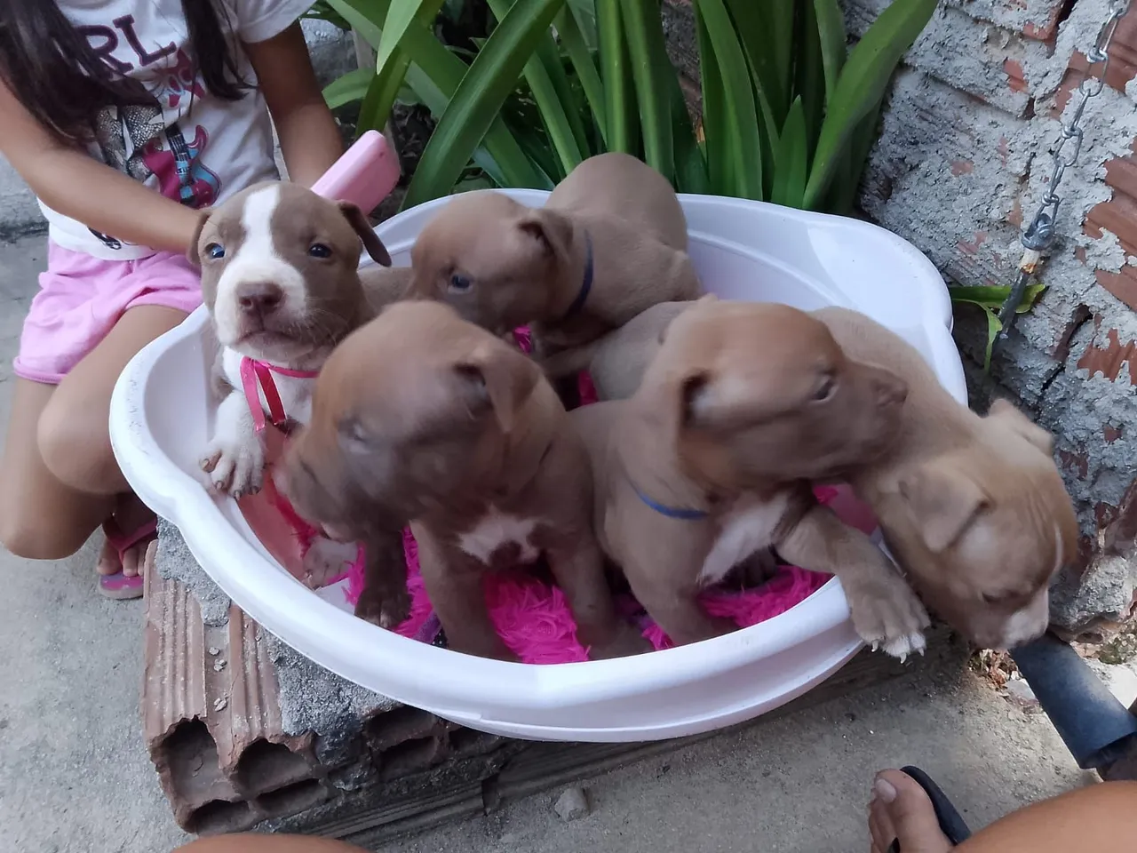 Pitbulls puros