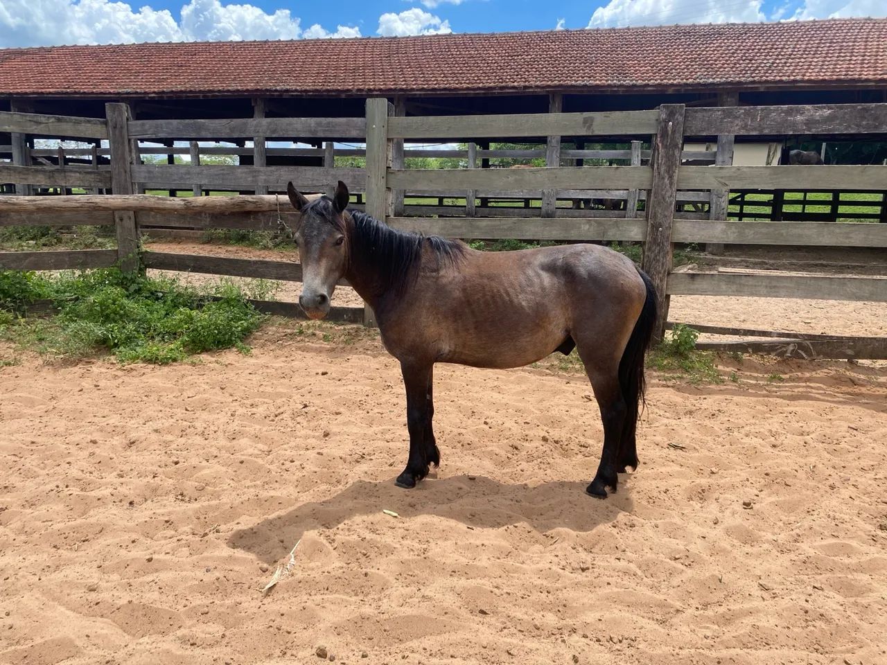 PÔNEI À VENDA  - Foto 3