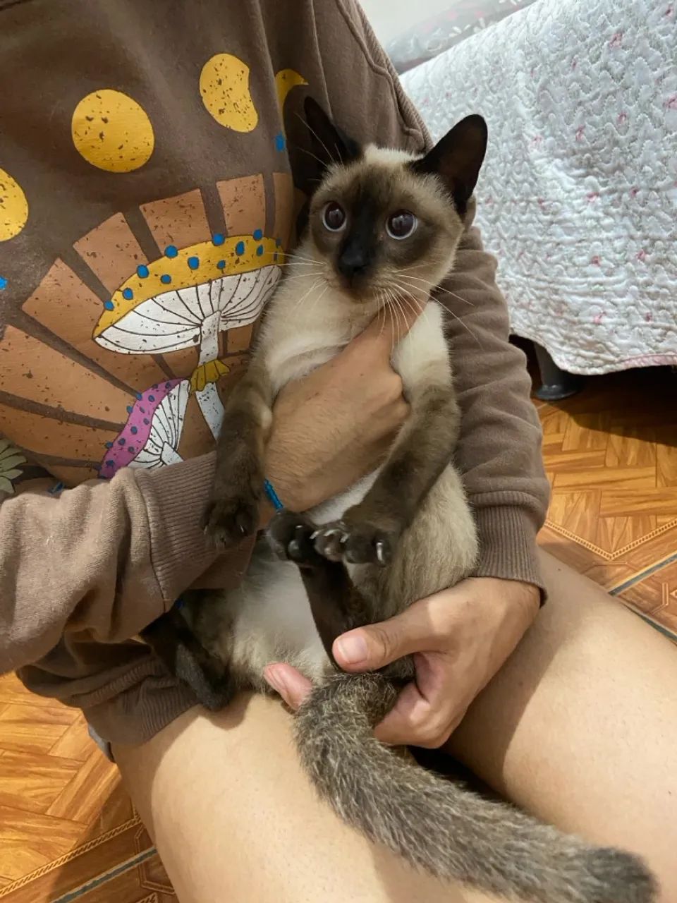 Gata fêmea siamês 