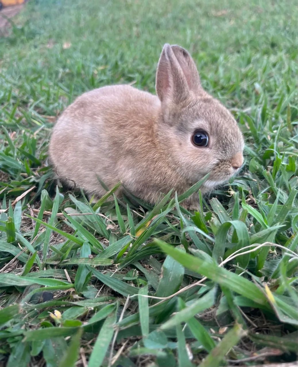 Mini coelho, Netherland  - Foto 6