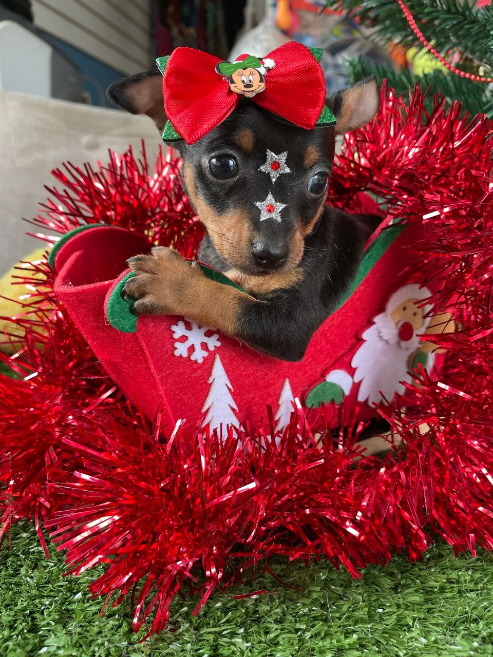 Pinscher miniatura fêmea $2.300,00