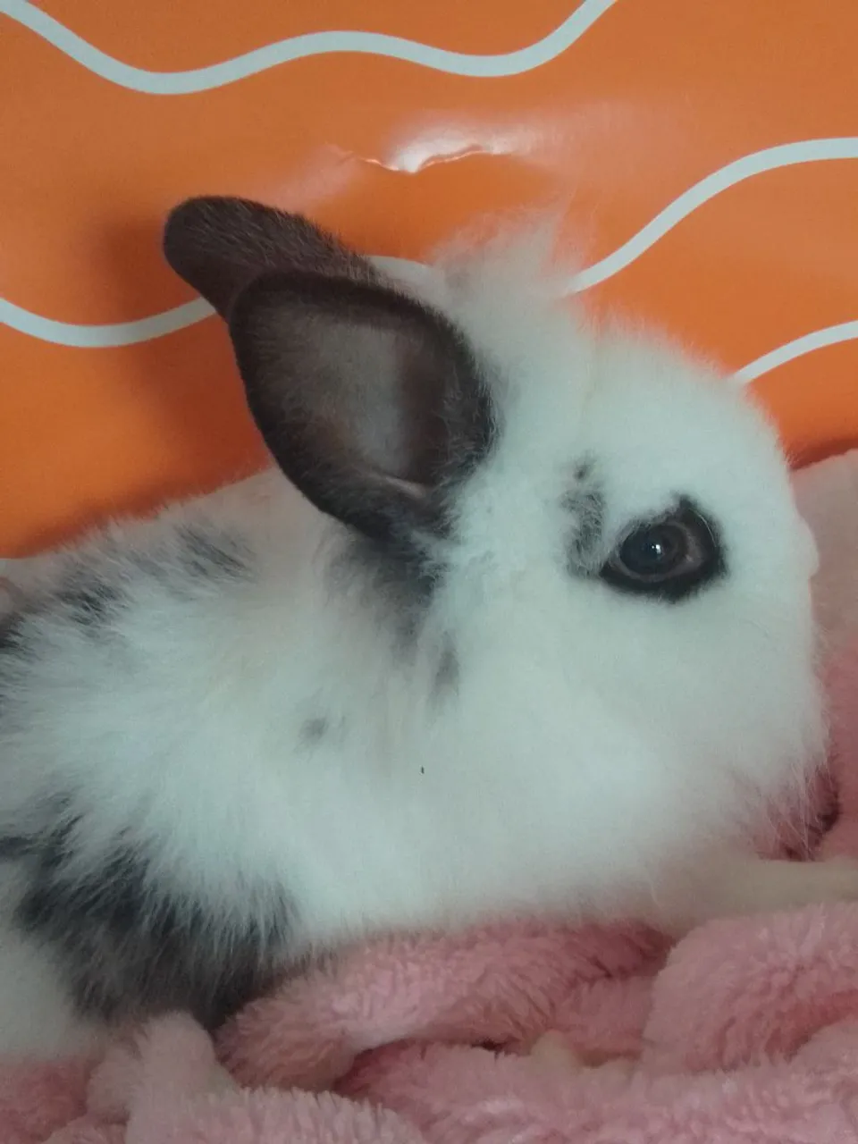 Coelho mini mix de Lion com Netherland com 2 meses