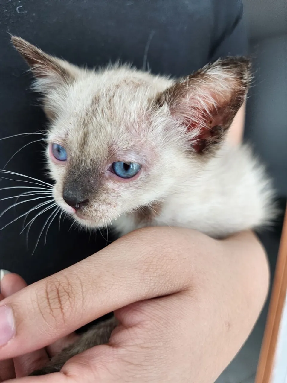 Gatinho filhote siamês para adoção