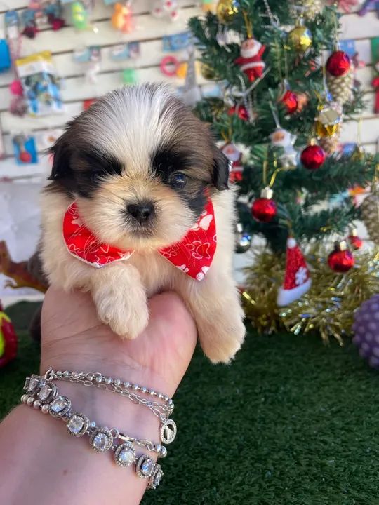 Shih tzu macho tricolor mini $980,00 - Foto 2