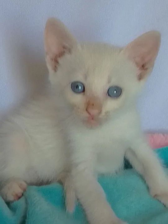 Gato branco com olhos azuis com 40 dias - Foto 6