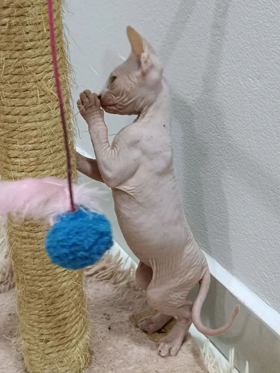 Gato pelado Sphynx linhagem Russa  - Foto 2