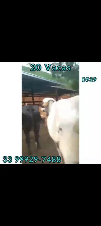 20 Vacas 