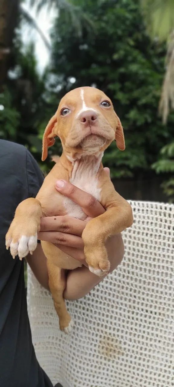Filhotes American Bully 