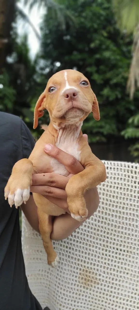 Filhotes American Bully