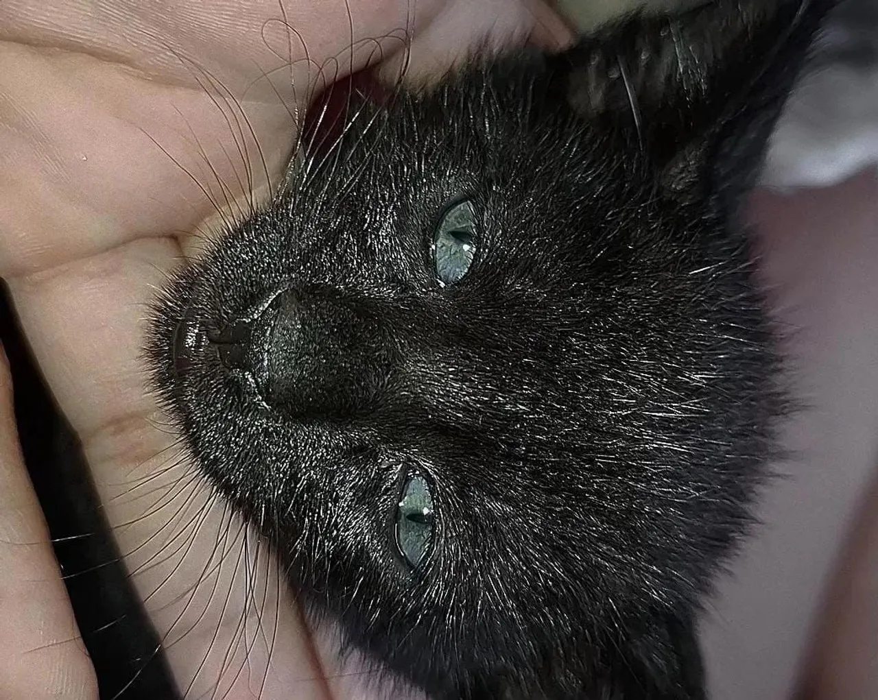 Gatinho preto lindo para adoção
