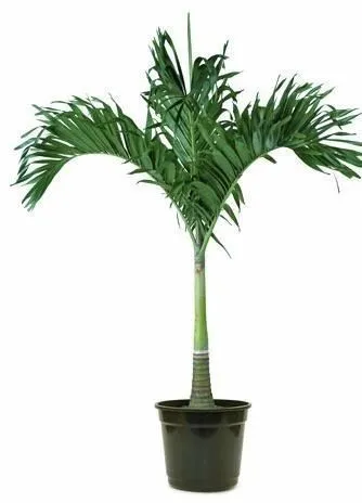 Palmeira Veitchia - 1M