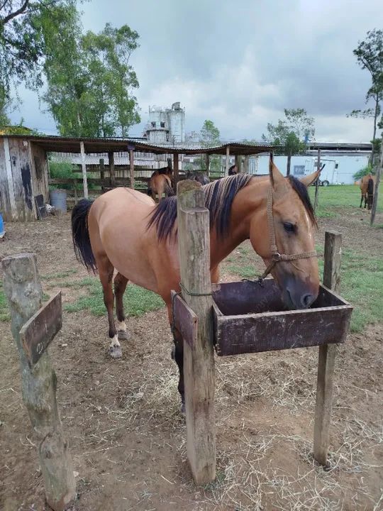 Cavalo campolina  - Foto 3