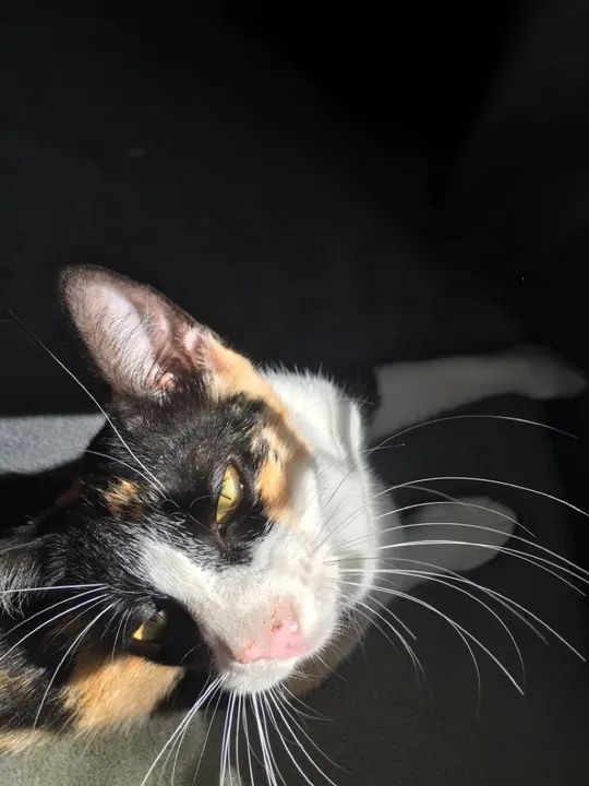 Gatinha tricolor disponível para adoção - Foto 4