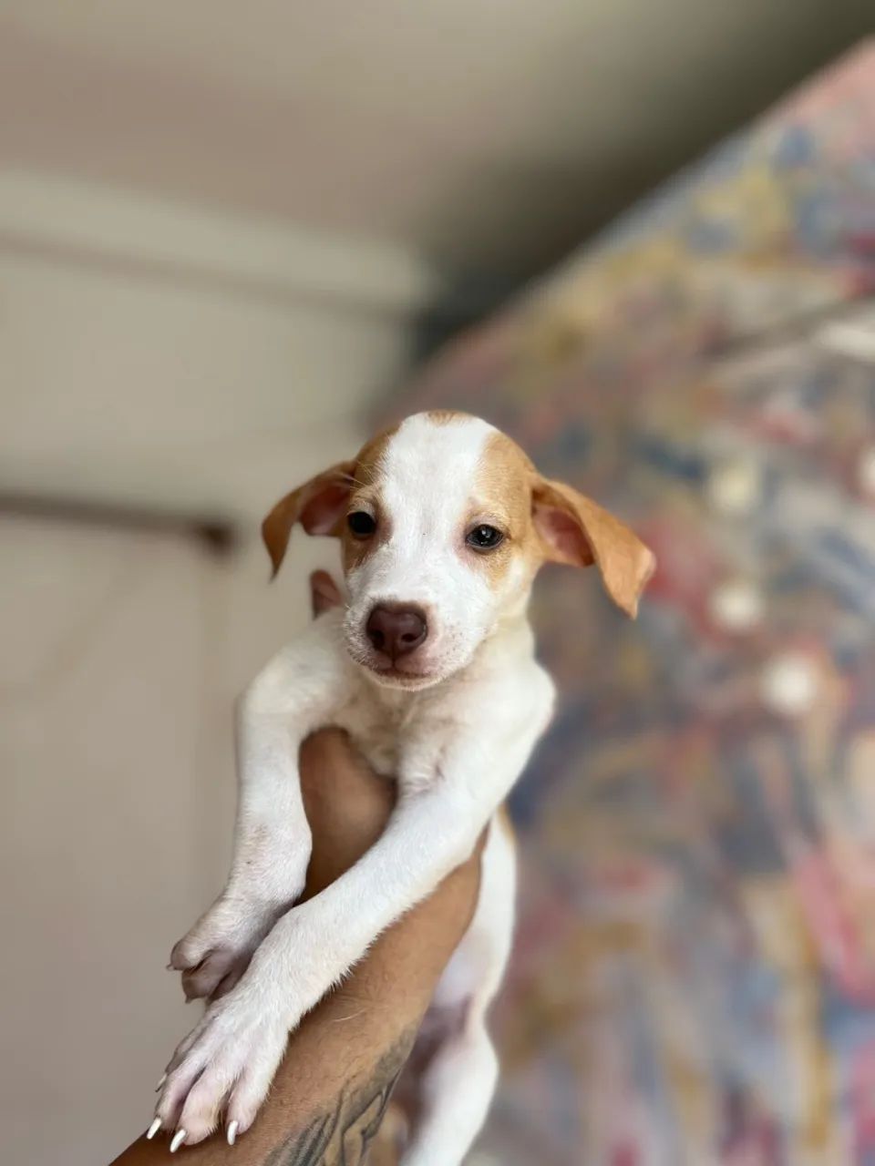 Filhote de Cachorro - Foto 2