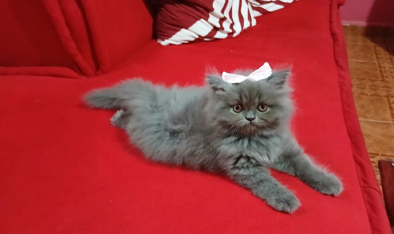filhotes de gato Persa cinza