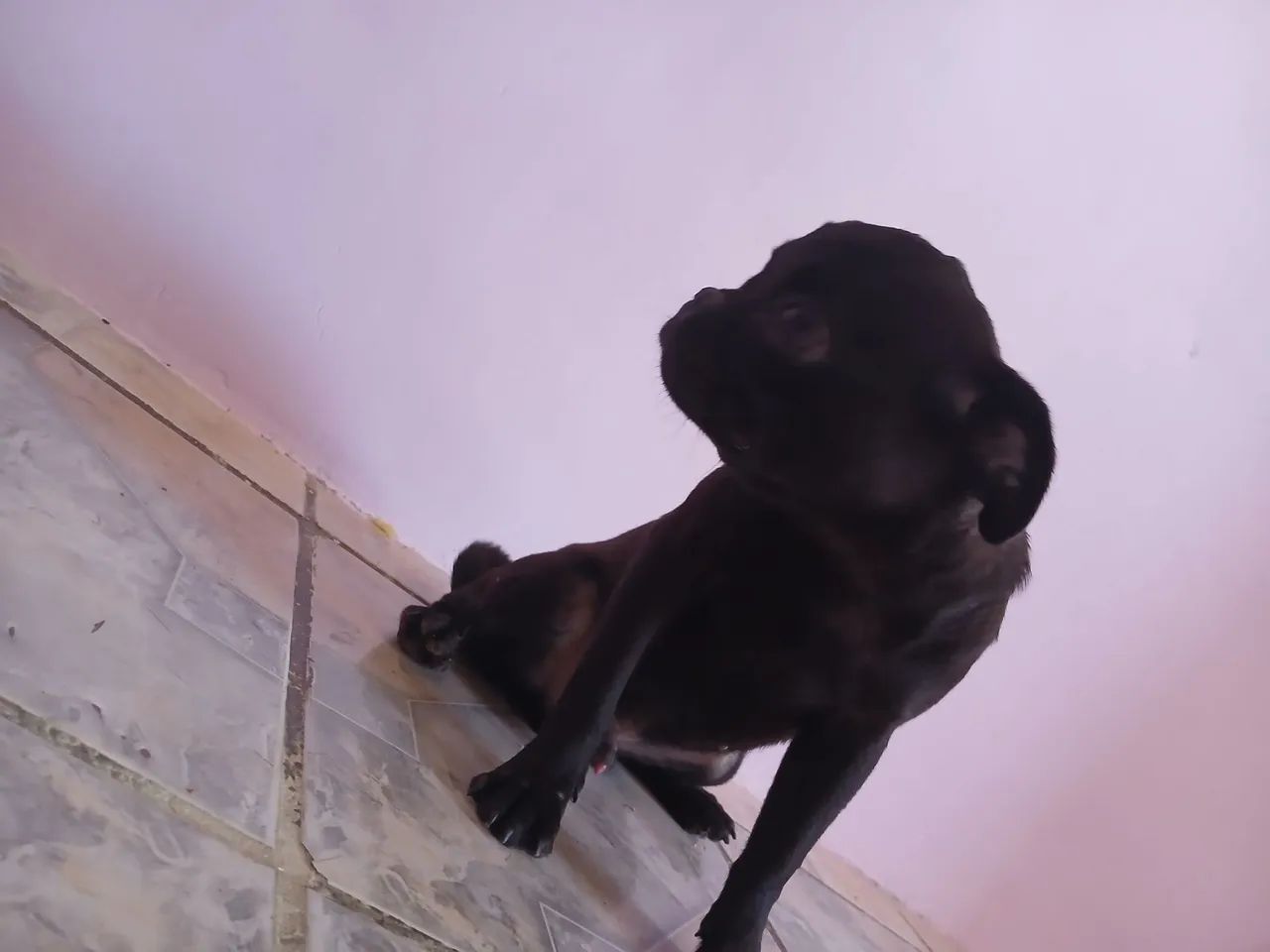 Filhote de Pug - Adorável e Brincalhão - Foto 2