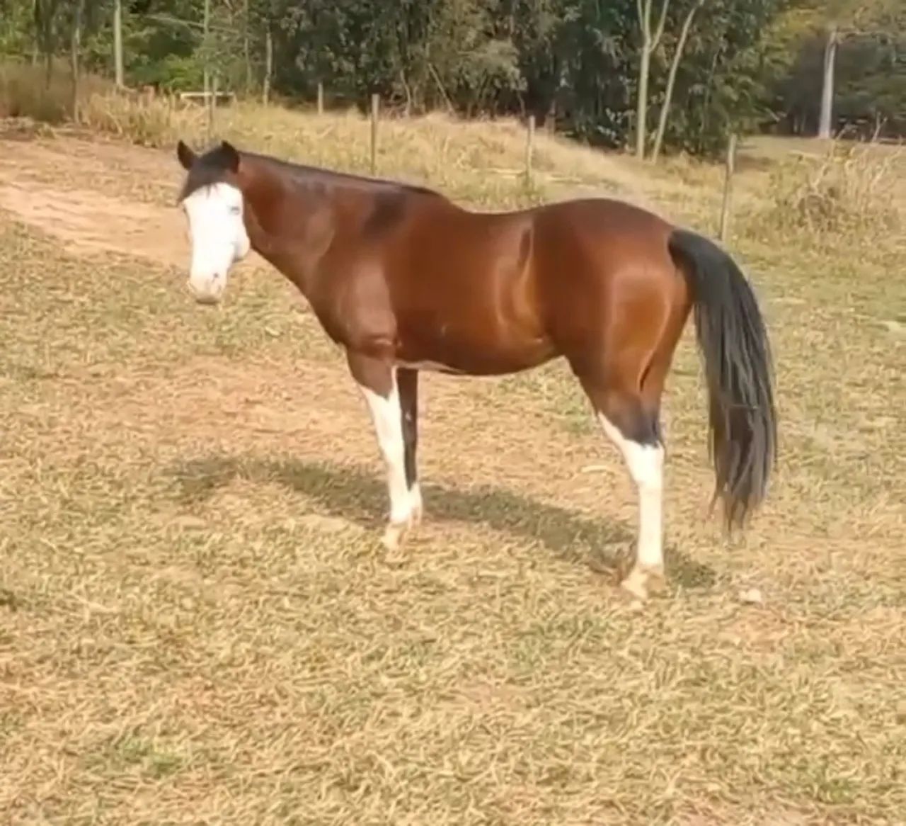 Quarto de Milha com Paint Horse Homozigoto