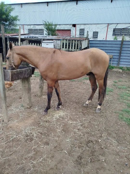 Cavalo campolina  - Foto 5