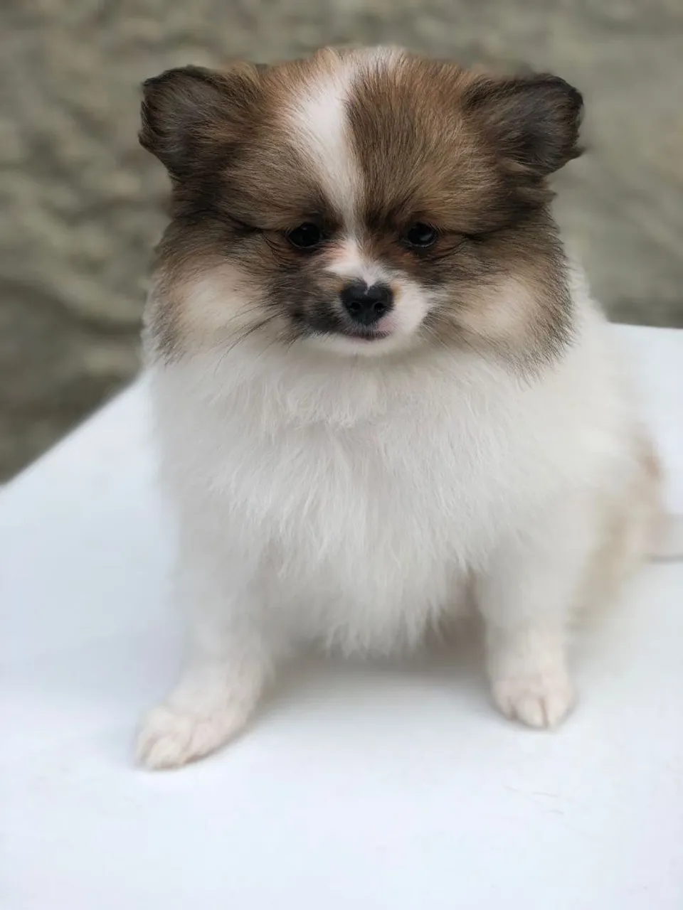 Lindos filhotes de Spitz Alemão anão com 2 meses