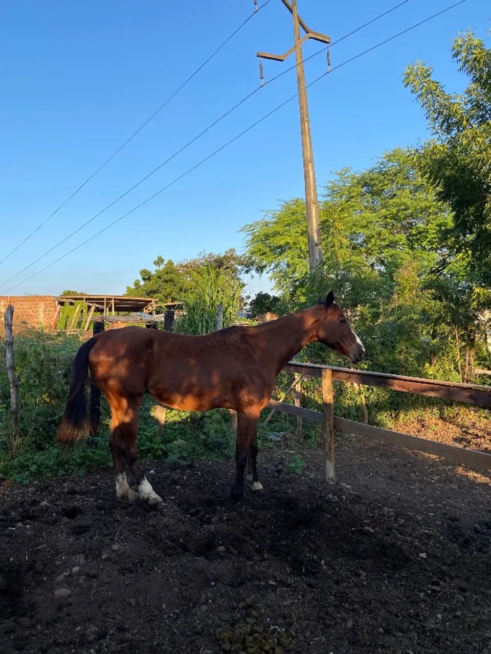 Cavalo.  13.000$ - Foto 2