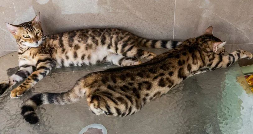 BENGAL c PEDIGREE - Foto 2