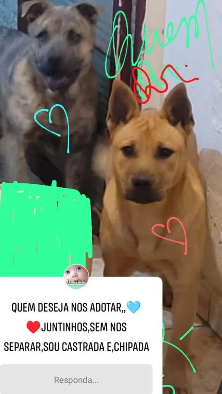 Adoção,, consciente ?