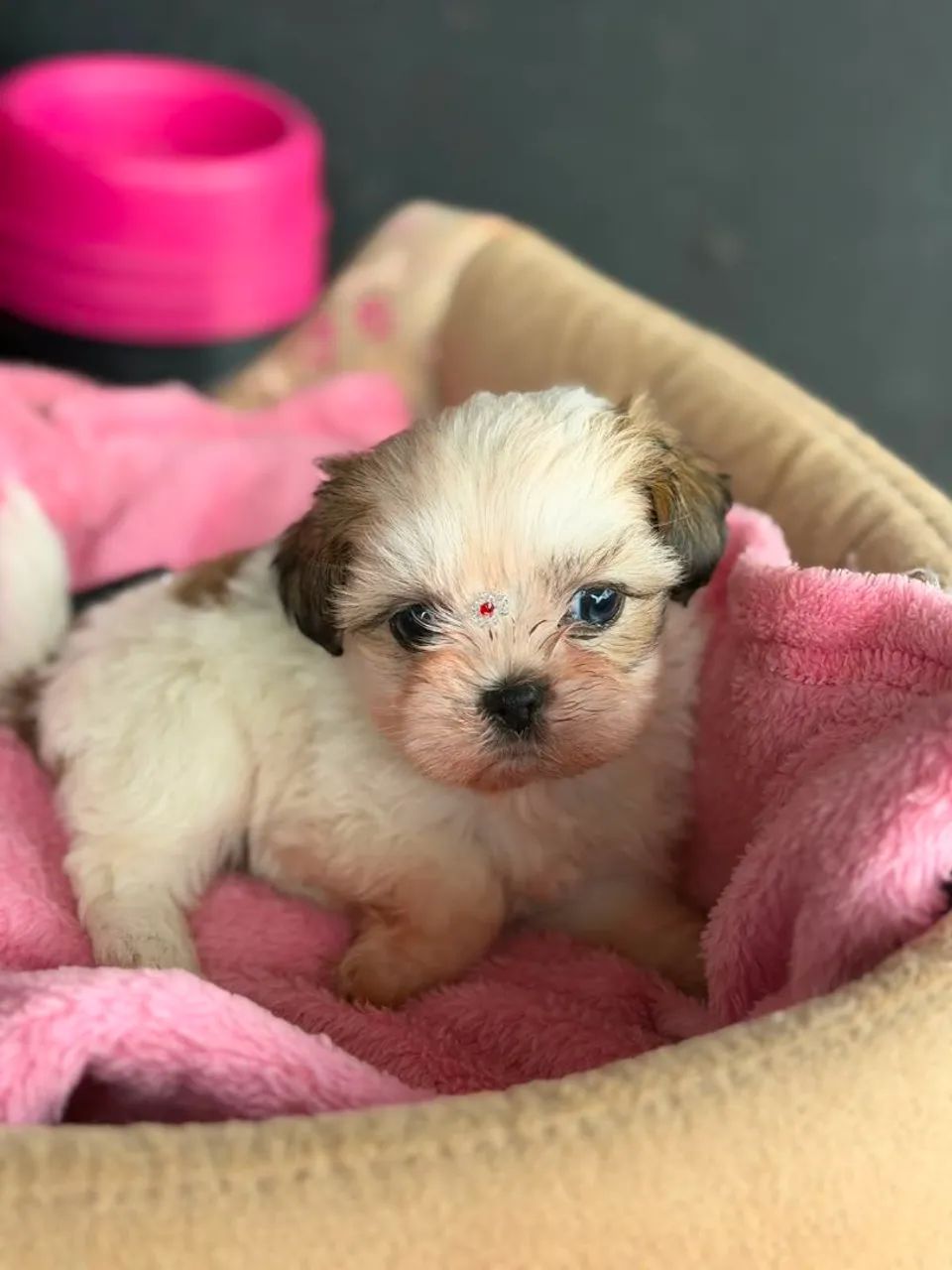 Shih-tzu Mini fêmea  e macho - Foto 2