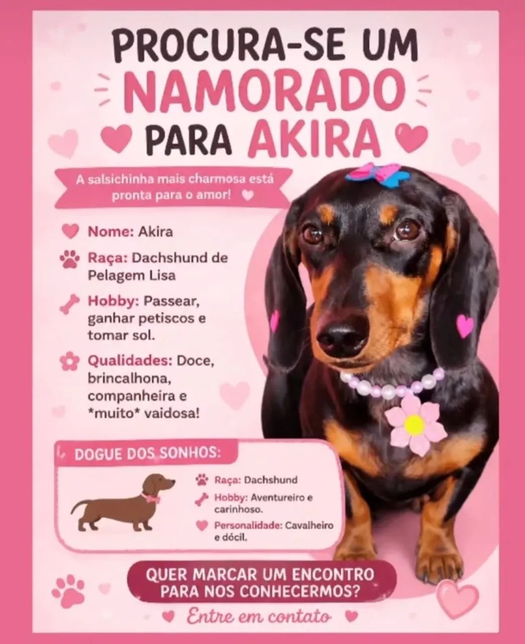 Procura-se um namorado Dachshund