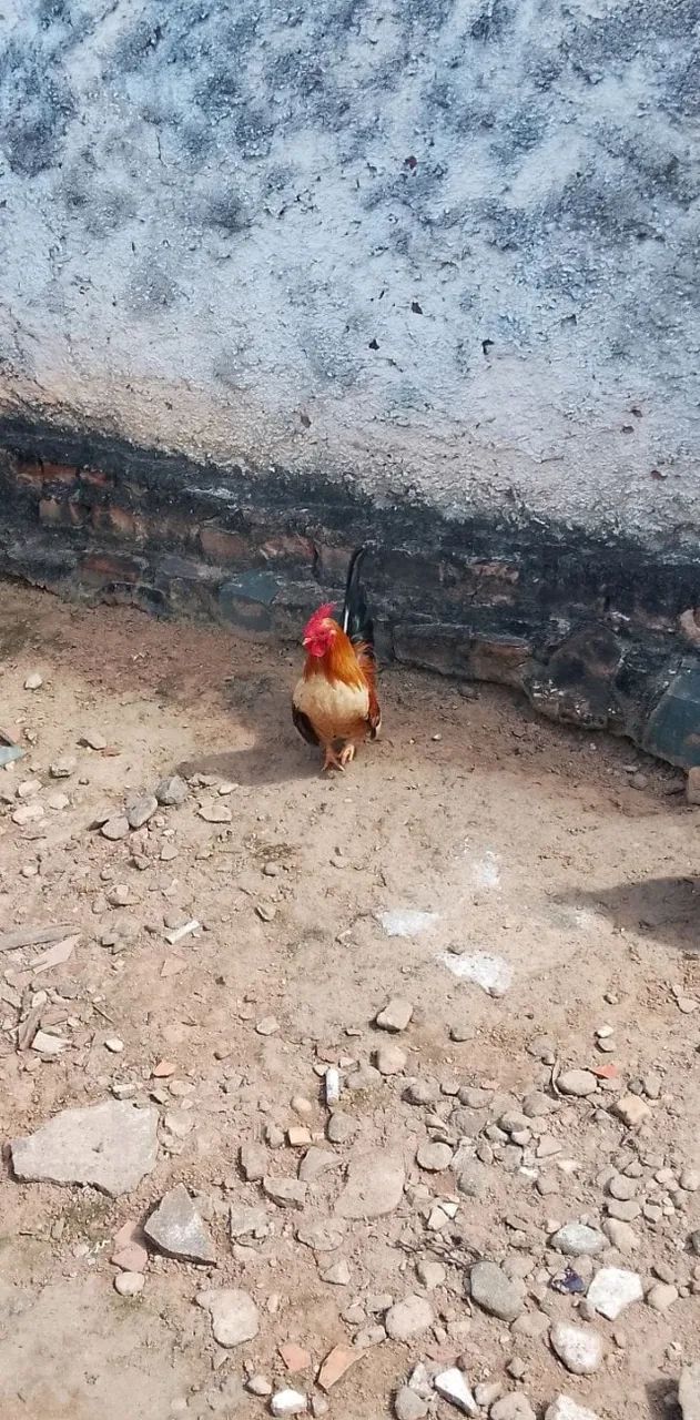 Galo  - Foto 2