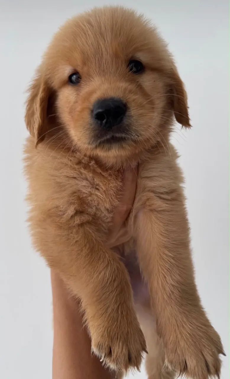 Golden retriever  - Foto 5