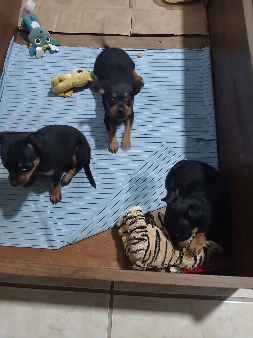 cachorros fêmeas pinscher - Foto 4