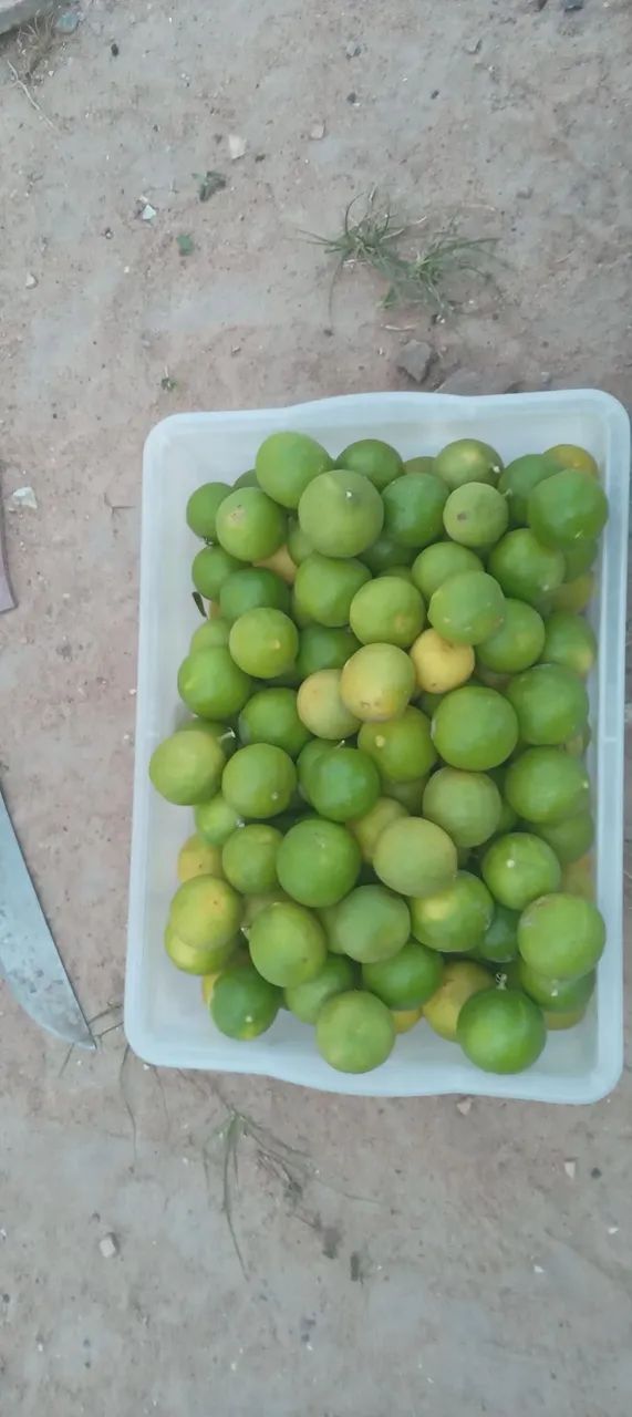 Vende-se Limão  - Foto 2