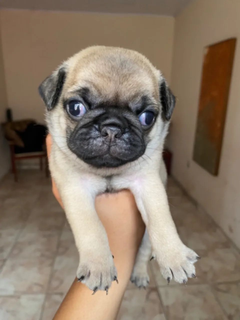 CACHORRO PUG - MINIATURA - Foto 4