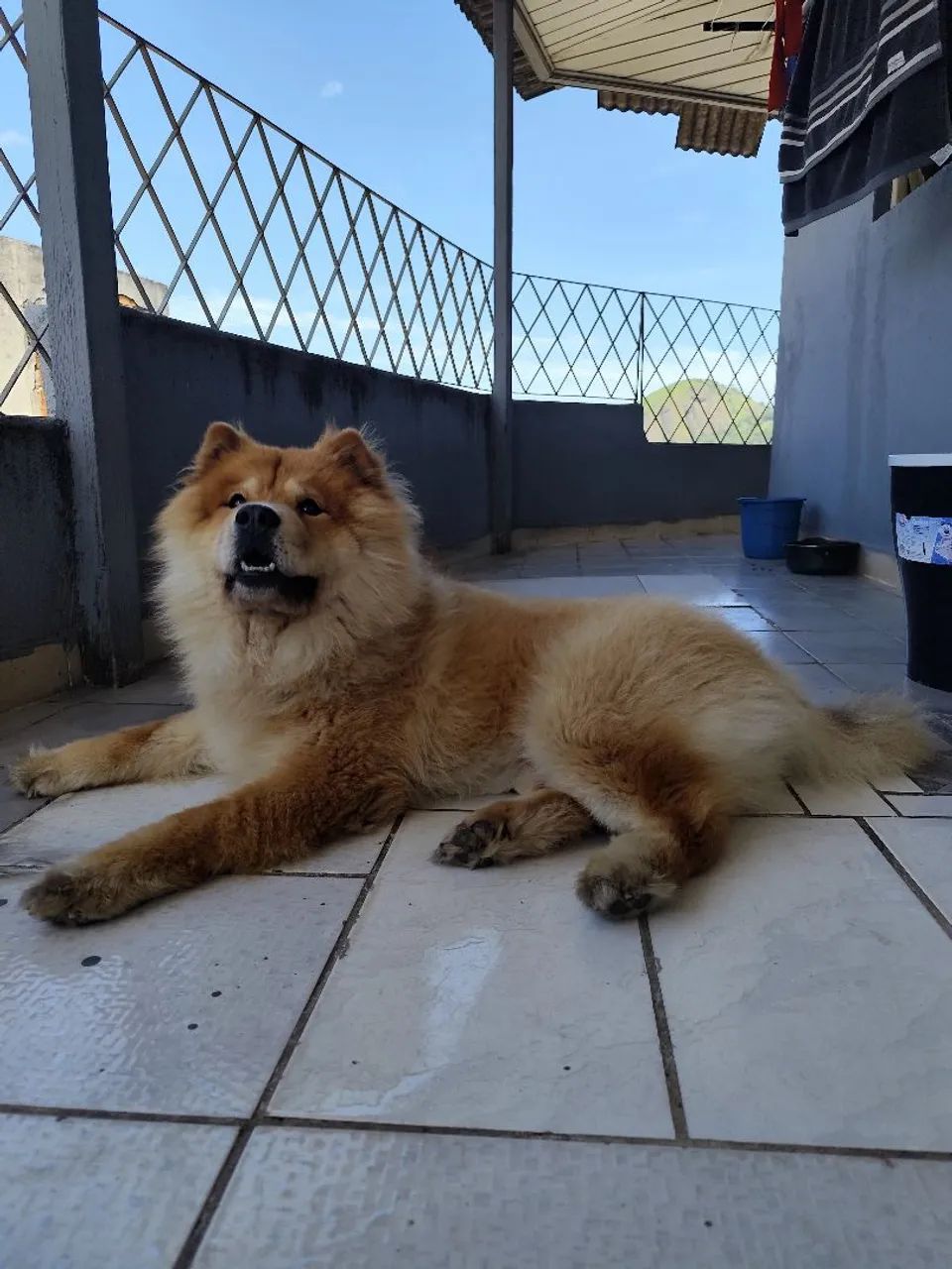 Doação Chow Chow  - Foto 2