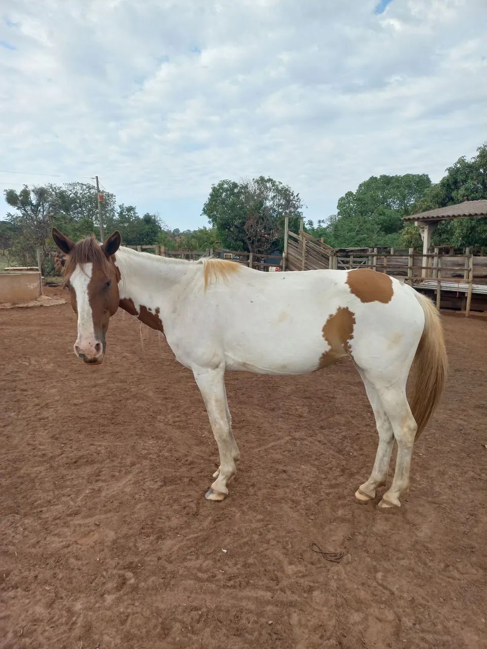 Potra Paint Horse  - Foto 4