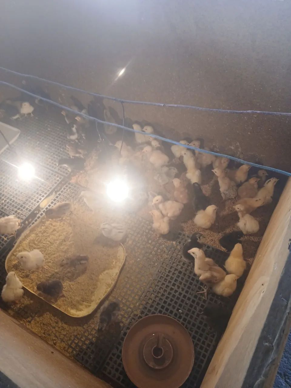 Vende  se plntos  - Foto 2