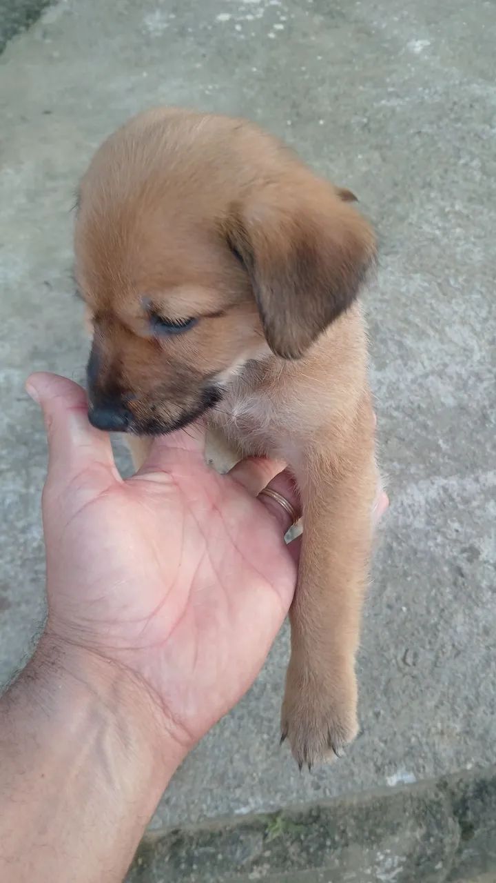 Lindo salsicha com pincher  - Foto 2