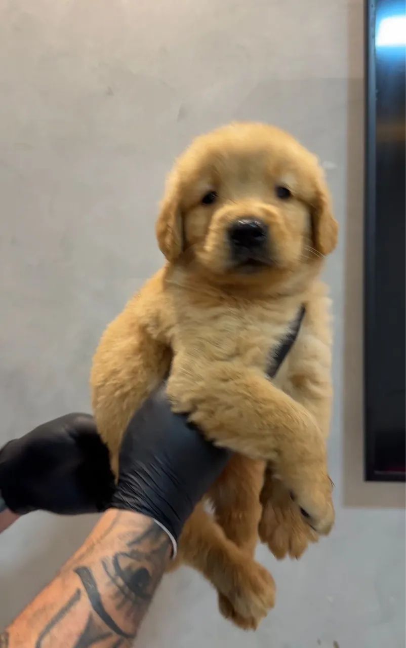 Golden retriever (macho )