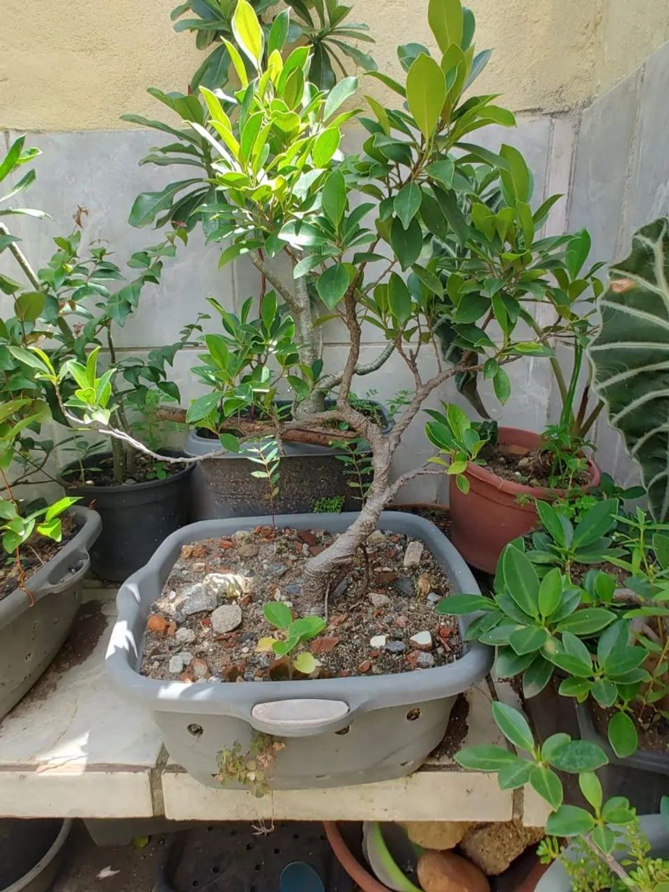 Bonsai  - Foto 4