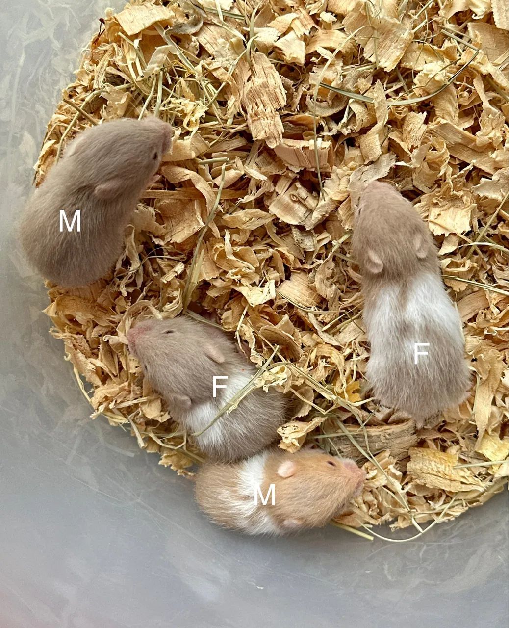 Hamster Sírio - Foto 5