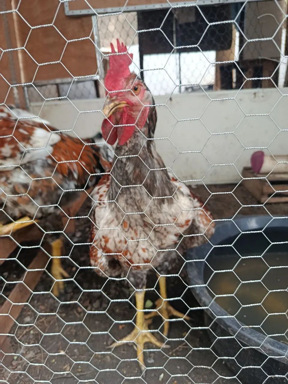 Galo e frango  gsb - Foto 4