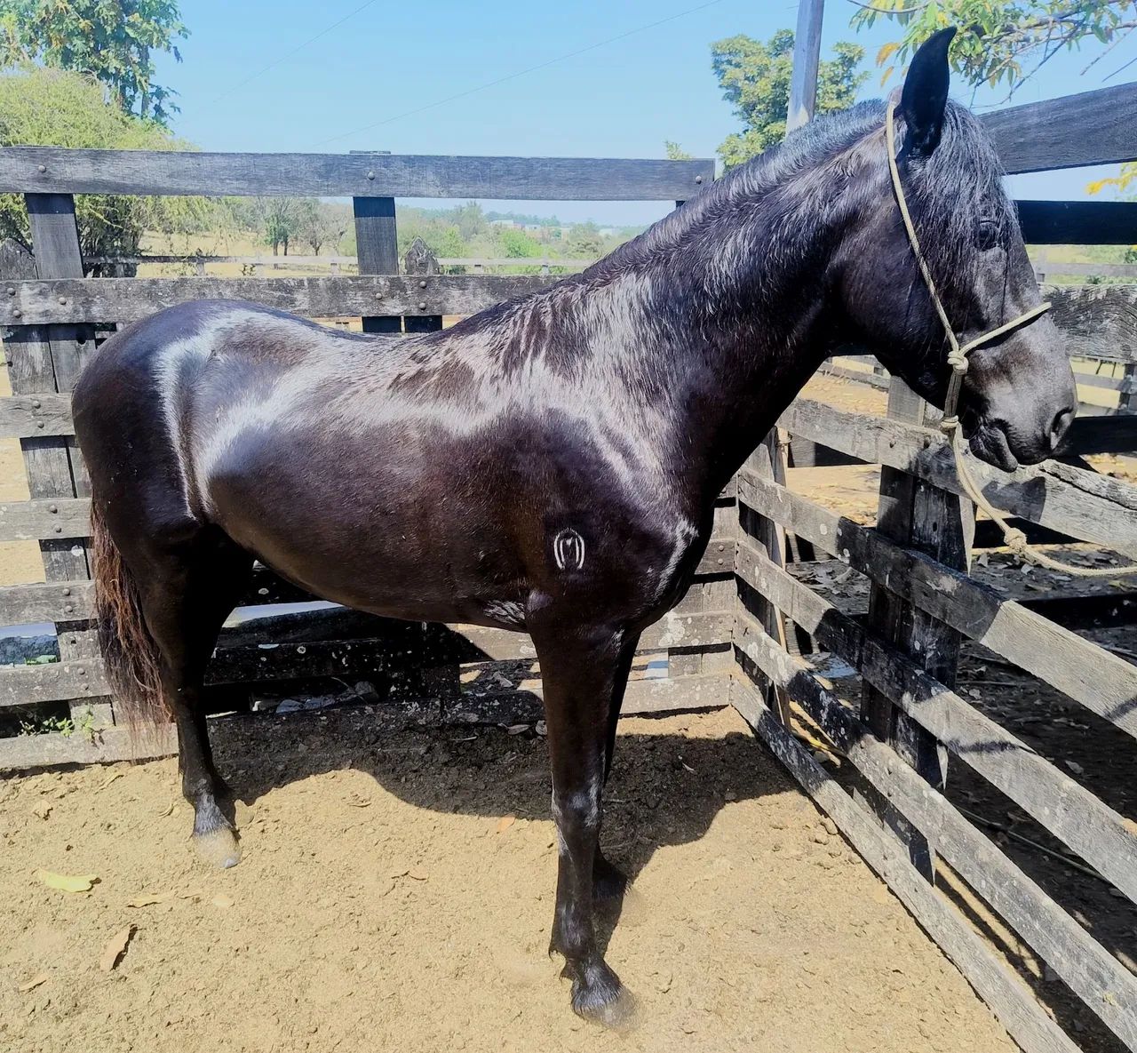 Cavalo - Foto 2