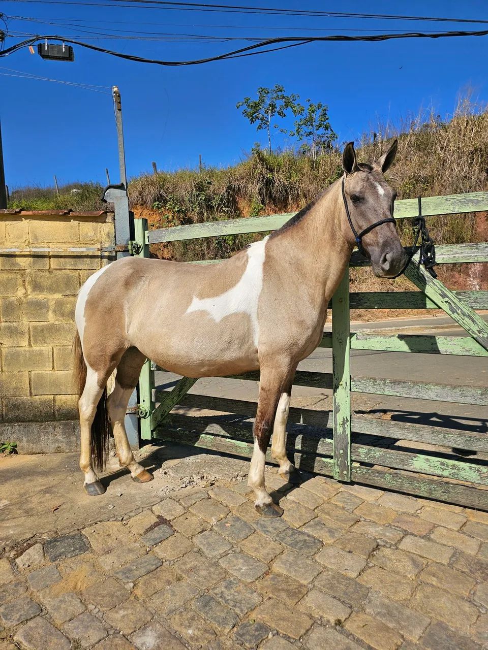 Égua baia pampa - Registrada no MM