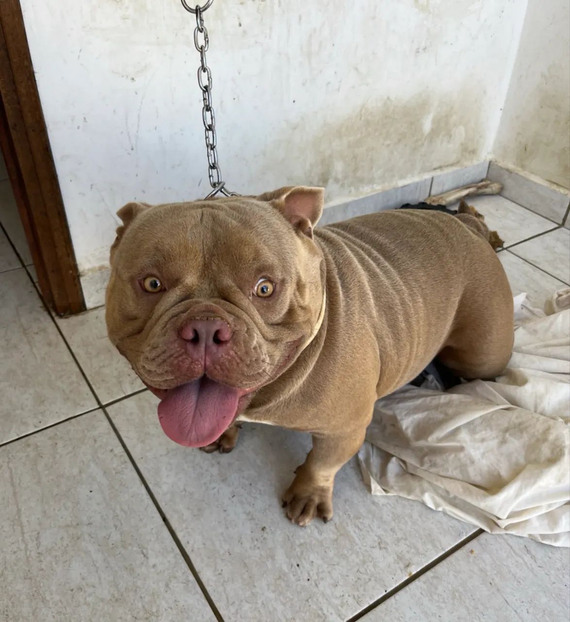 Exotic bully