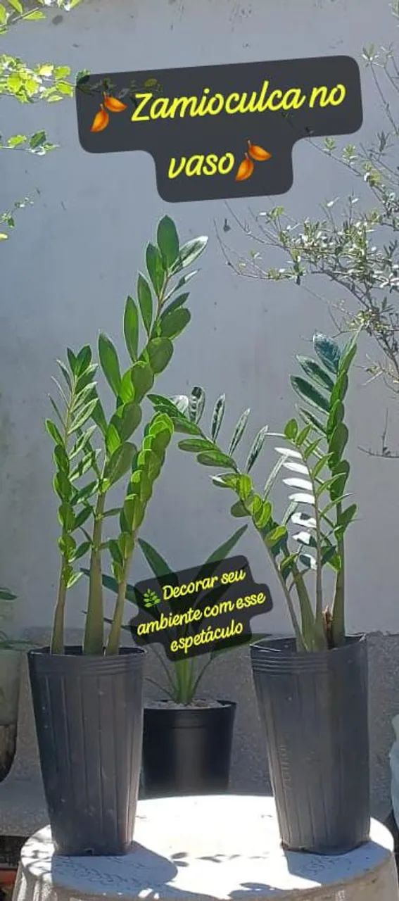 2 lindas Zamioculcas no vaso -entrega a consultar 