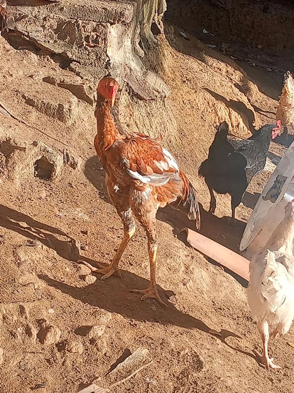 Galinhas e Galos de Raça. - Foto 4